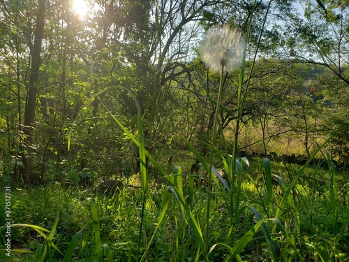 green grass in the wind