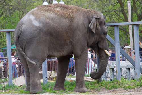 grey elephant at summer day, the largest mammal