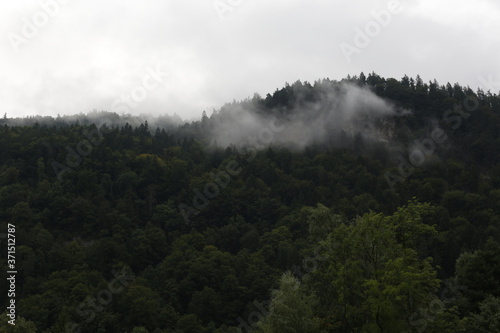 Heavy mist on an Austrian forest. 