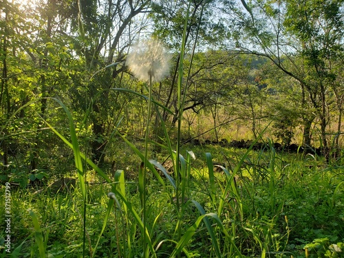 dandelions in the grass