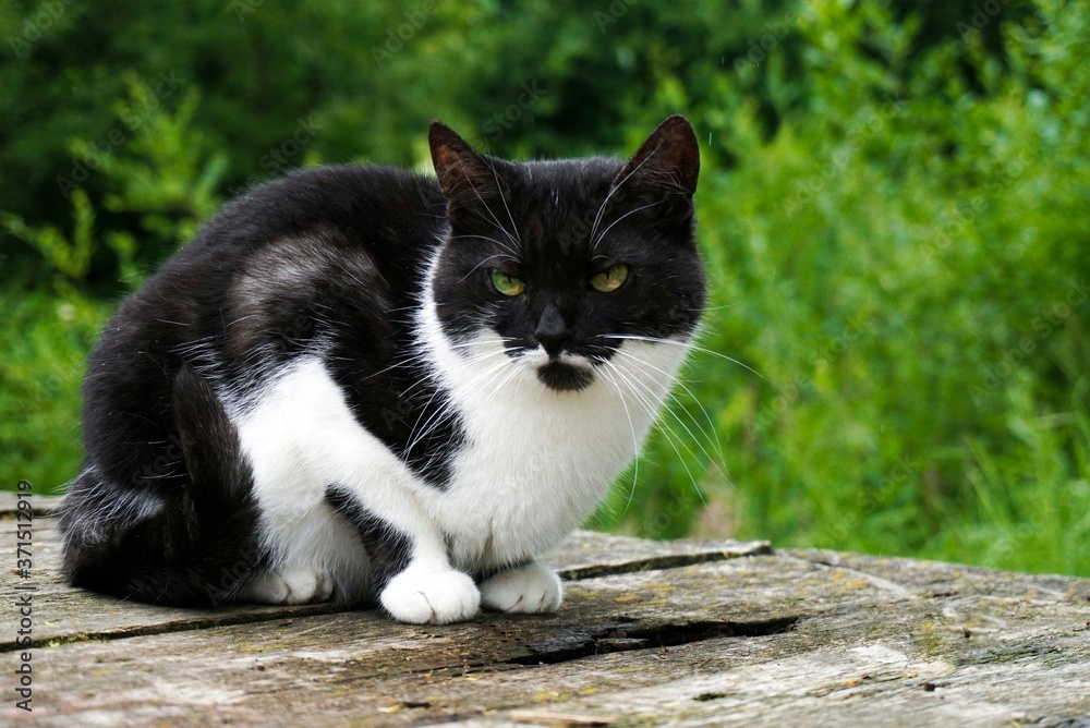 a black and white domestic cat sits in the garden on a summer day