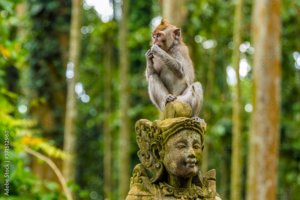 A young long-tailed monkey sits atop a statue in the monkey forest near Ubud, Bali, Asia
