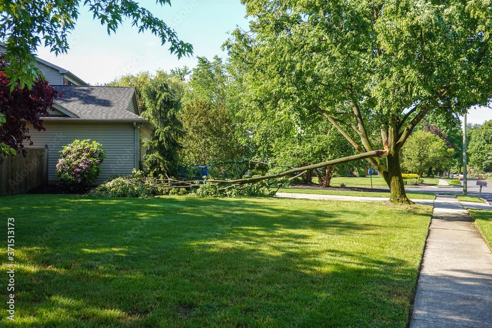 Large green leafed tree with a cracked broken limb resting on the ground in front of a house Large green leafed tree with a cracked broken limb resting on the ground in front of a house