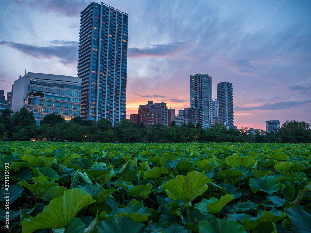 Fototapeta premium Ueno skyline at sunset with lotus leaf