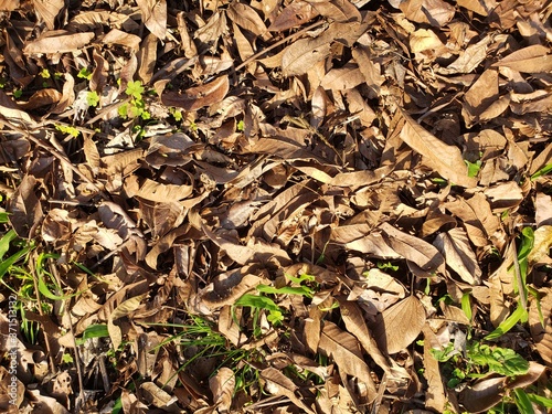 autumn leaves background