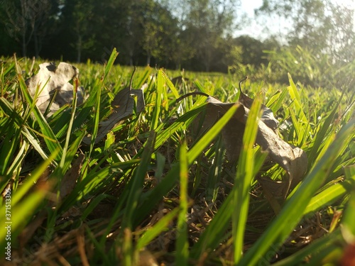 grass