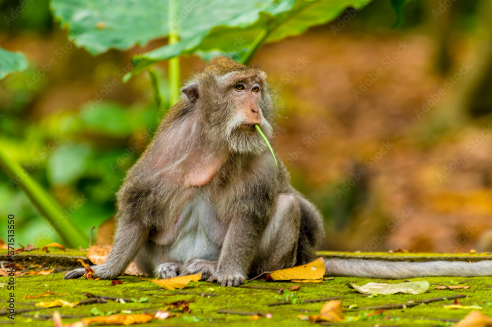 Fototapeta premium An adult long-tailed monkey alert in the monkey forest near Ubud, Bali, Asia