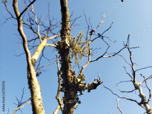 tree parasite
