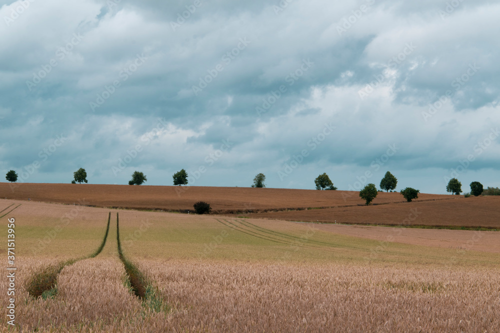 Agrarlandschaft im Frühsommer zwischen Schöppenstedt und Wanzleben. Die Getreidefelder sind kurz vor der Ernte.