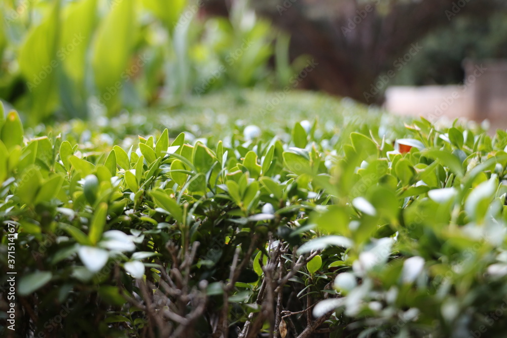 green grass in the garden green grass in the garden
