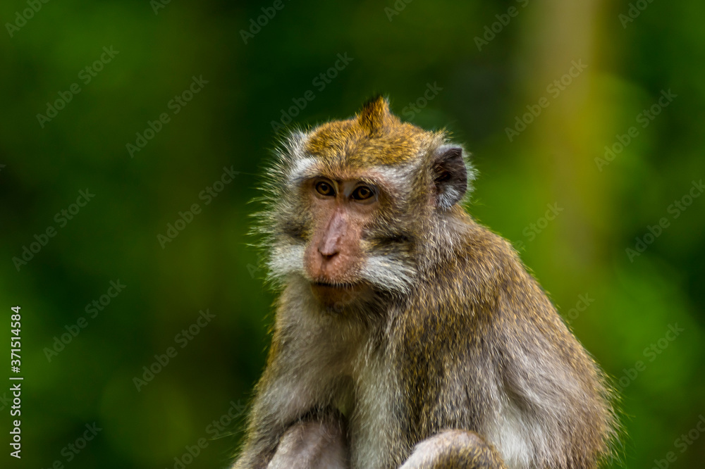 A close up of a young long-tailed monkey in the monkey forest near Ubud, Bali, Asia