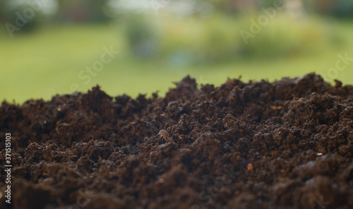 Worm and bug crawling in freshly dug up soil