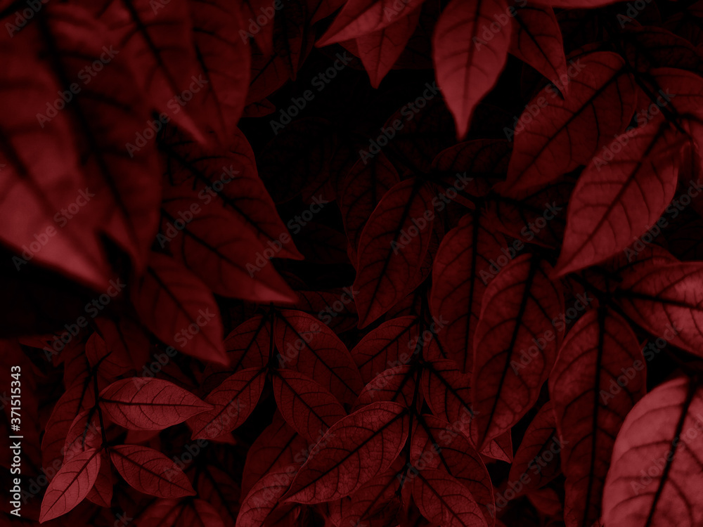 Fototapeta premium Beautiful abstract color pink and red flowers on dark background and light black flower frame and red leaves texture, red background, red banner happy valentine