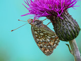 Ein Schmetterling (Lepidoptera) Perlmuttfalter (Boloria selene) mit geschlossenen Flügeln an einer wilden Distel vor blauem Bokeh
