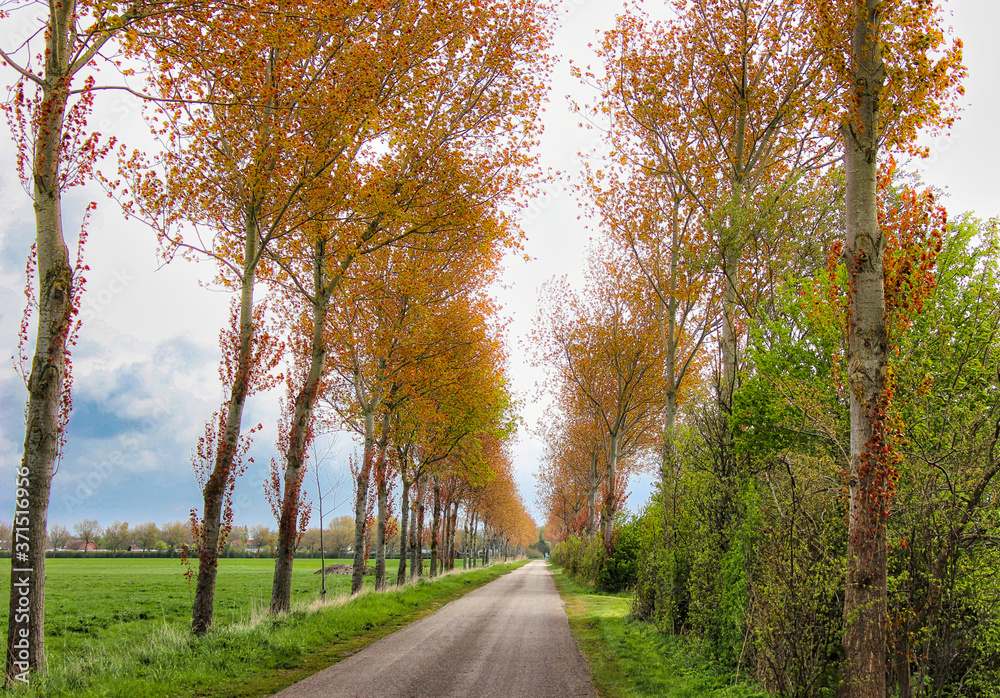 Obraz premium Herbstzeit, man sieht es an den Bäumen dieser schönen Allee.