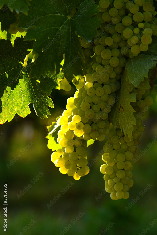 Fototapeta premium white bunches of grapes on vineyards in Chianti region. Tuscany, Italy.