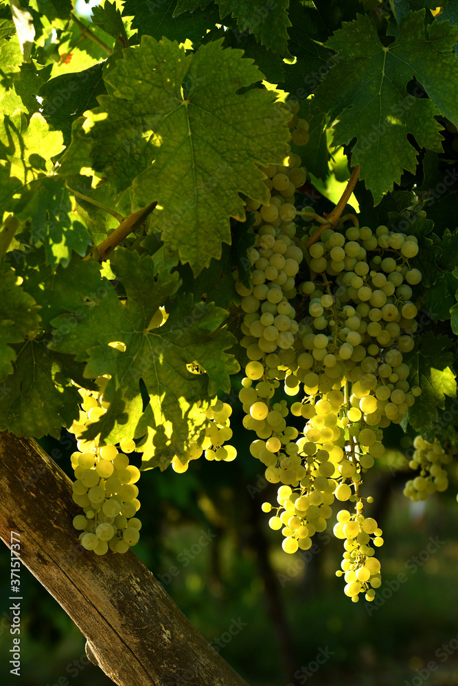 white bunches of grapes on vineyards in Chianti region. Tuscany, Italy.