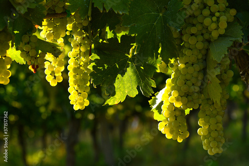 white bunches of grapes on vineyards in Chianti region. Tuscany, Italy. © Dan74