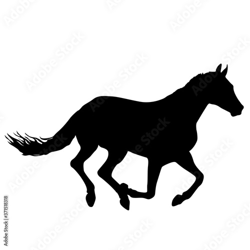 Silhouette of black mustang horse on white background