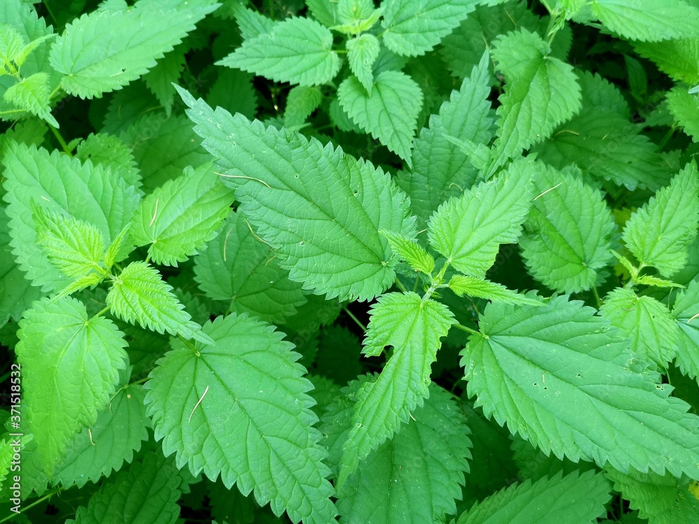 Fresh green stinging nettle leaves. The view from the top. Background urtica plant. Used in folk medicine for the preparation of medicinal tea Fresh green stinging nettle leaves. The view from the top. Background urtica plant. Used in folk medicine for the preparation of medicinal tea