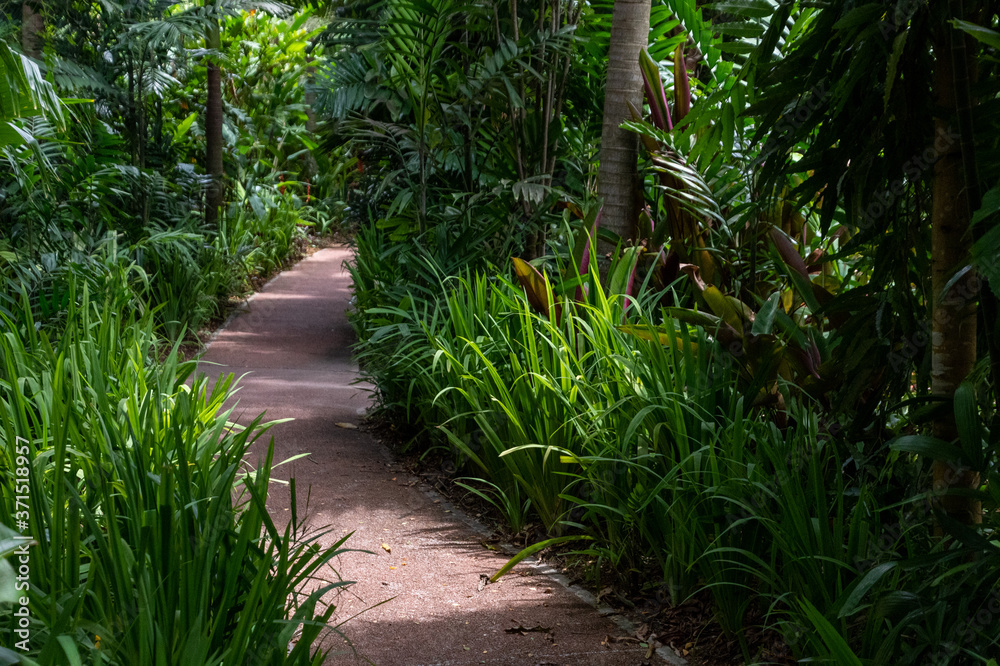 Footpath in a tropical garden Footpath in a tropical garden