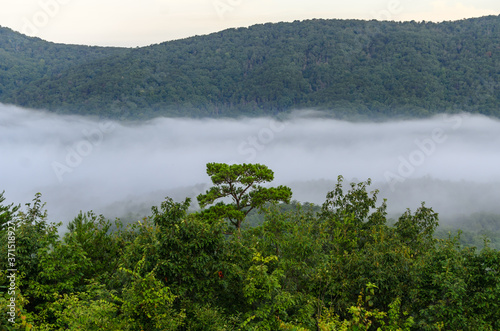 fog in the valley below a scenic overlook along the skyway motorway in the talladega national forest, alabama, usa © ChuckS