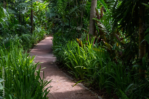 Footpath in a tropical garden