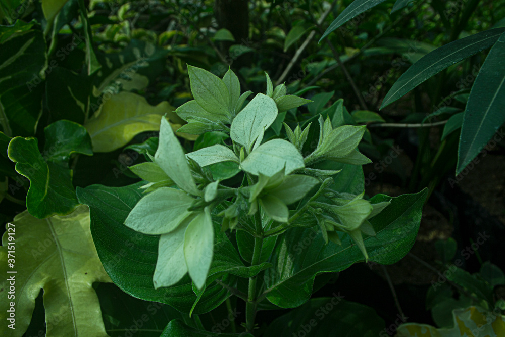 Mussaenda flowers, fresh flowers and tropical beauty Mussaenda flowers, fresh flowers and tropical beauty