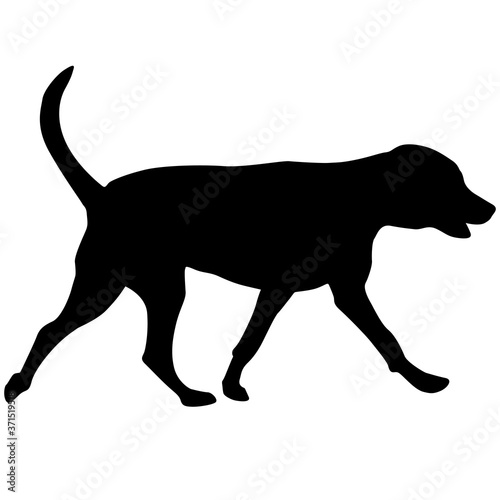 Doberman pinscher dog black silhouette on white background