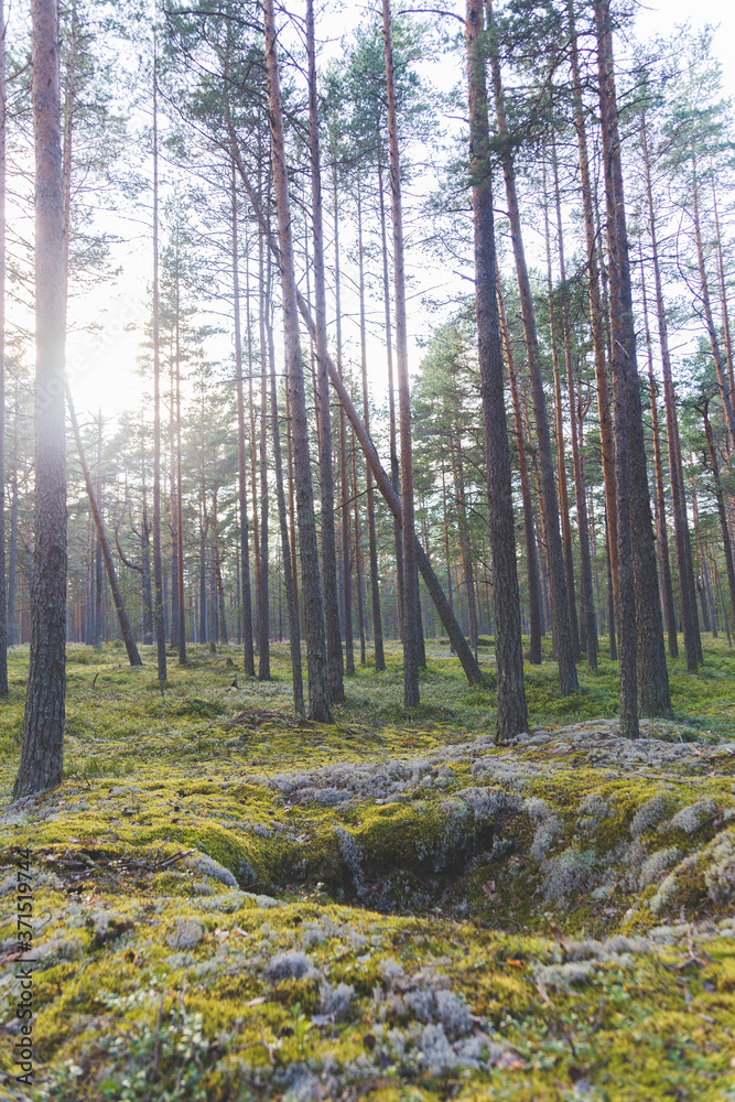 Beautiful pine forest in the light of the sun
