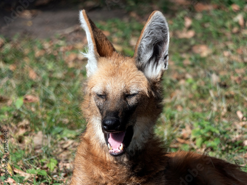 Red maned wolf in the captive animal portrait