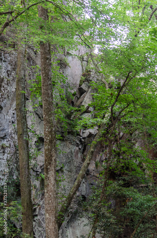 trees next to rock wall along high falls trail in the talladega national forest, alabama, usa trees next to rock wall along high falls trail in the talladega national forest, alabama, usa