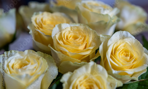 Bouquet of yellow roses  close-up