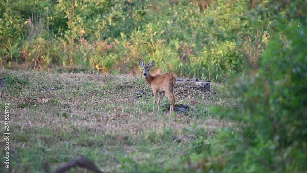 young roe deer buck in the forest young roe deer buck in the forest