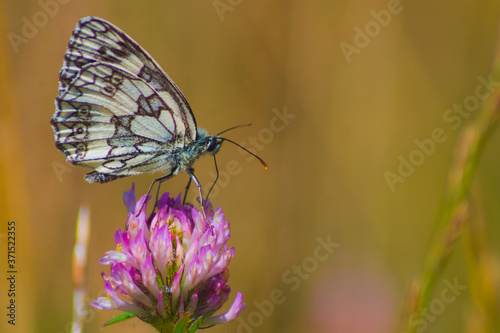 Obraz na płótnie Melanargia galathea on the side sitting on a clover flower, the marbled white, is a butterfly in the family Nymphalidae, insect, wings, summer, nature, macro w salonie