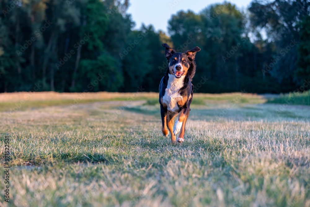 Appenzeller Sennenhund ,dog running on a field