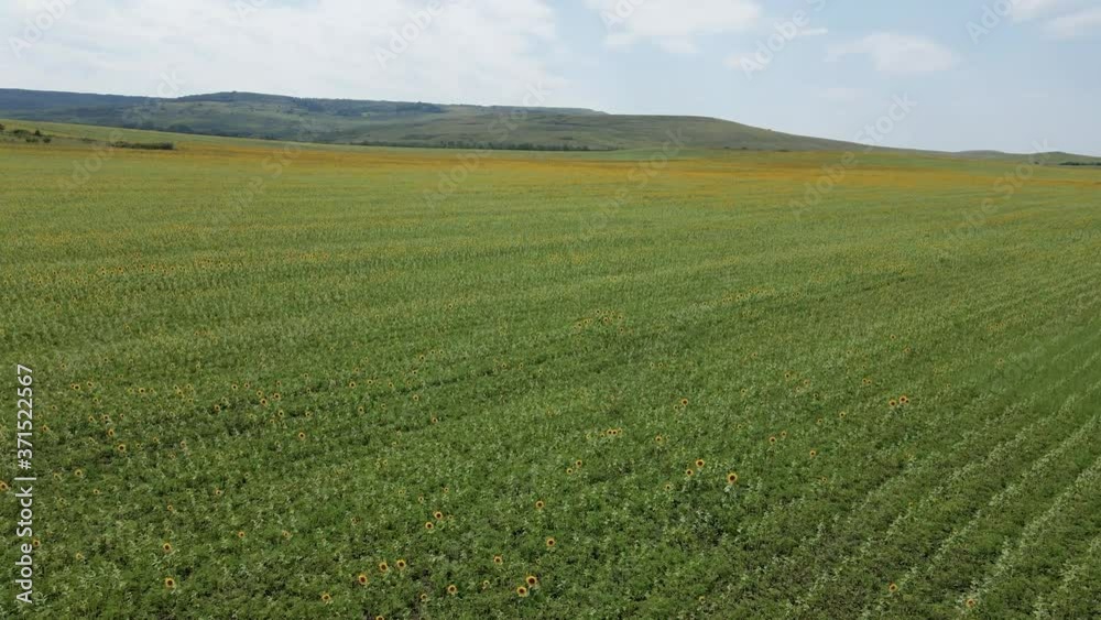 large field with sunflowers in the daytime in summer with mountains large field with sunflowers in the daytime in summer with mountains