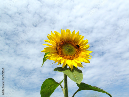 sunflower on blue sky background