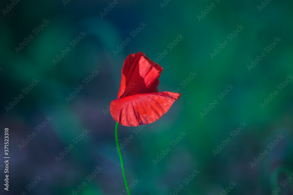 Red wild poppies among grass, red flowers on a blue background, nature, beauty, macro, closeup