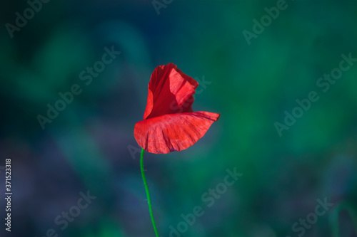 Obraz na płótnie Red wild poppies among grass, red flowers on a blue background, nature, beauty, macro, closeup
w salonie