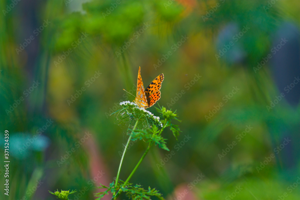 Queen of Spain fritillary, Issoria lathonia, a butterfly of the family Nymphalidae, insect, wings, summer, nature, yellow-orange
