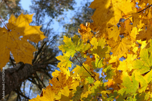 yellow autumn leaves