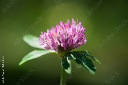 Red Clover Flower Cluster with Upper Leaves