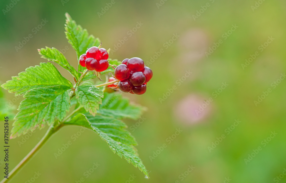 Wild Trailing Raspberry with Bokeh Background Wild Trailing Raspberry with Bokeh Background