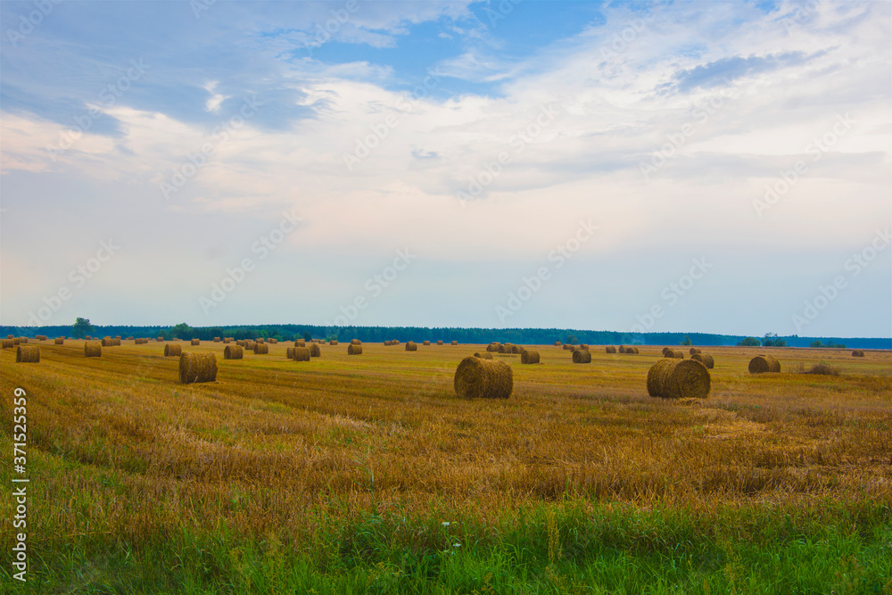 Rural landscape, mown grain field, haystacks rolled into rolls, countryside, agriculture, fields, nature