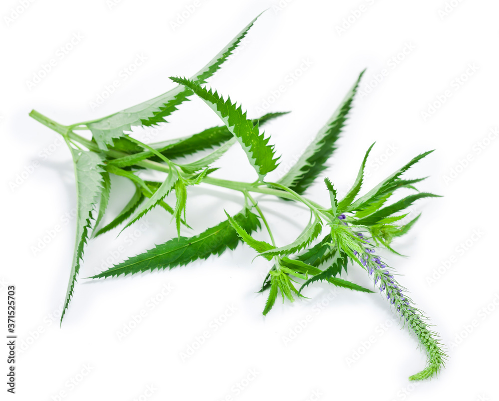 Naklejka premium Veronica spicata herb with buds isolated on a white background.