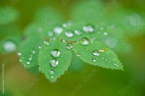 Raindrops on Rose Leaves