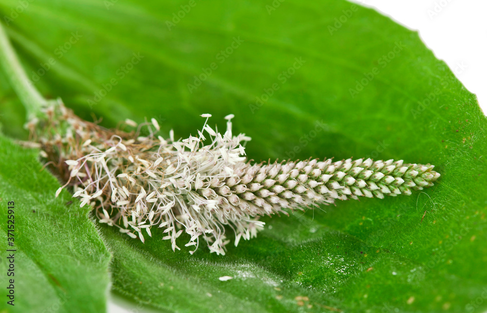 Fototapeta premium Greater Plantain, Plantago major or 