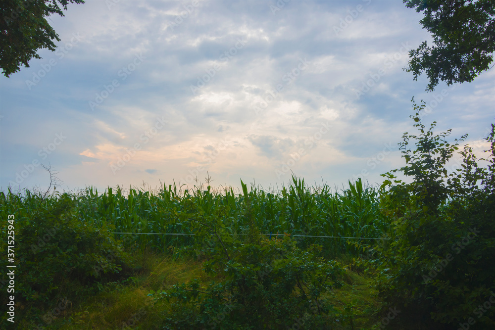 Spooky, get into the cornfield, dark field, horror, landscape, plants, scary, halloween