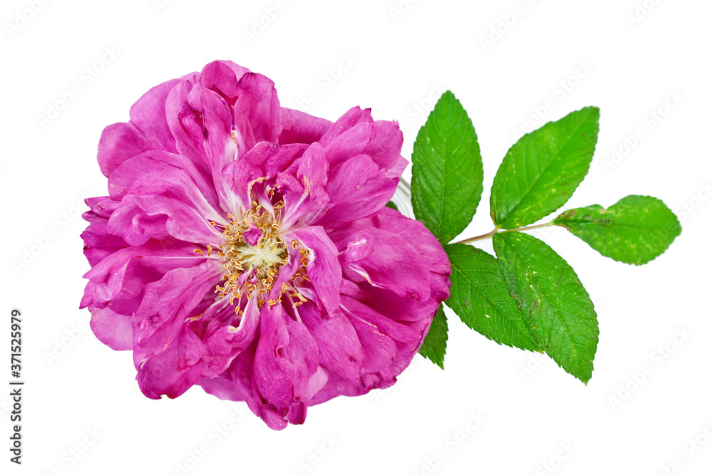 Wild rose flower with leaf isolated on a white background. Wild rose flower with leaf isolated on a white background.
